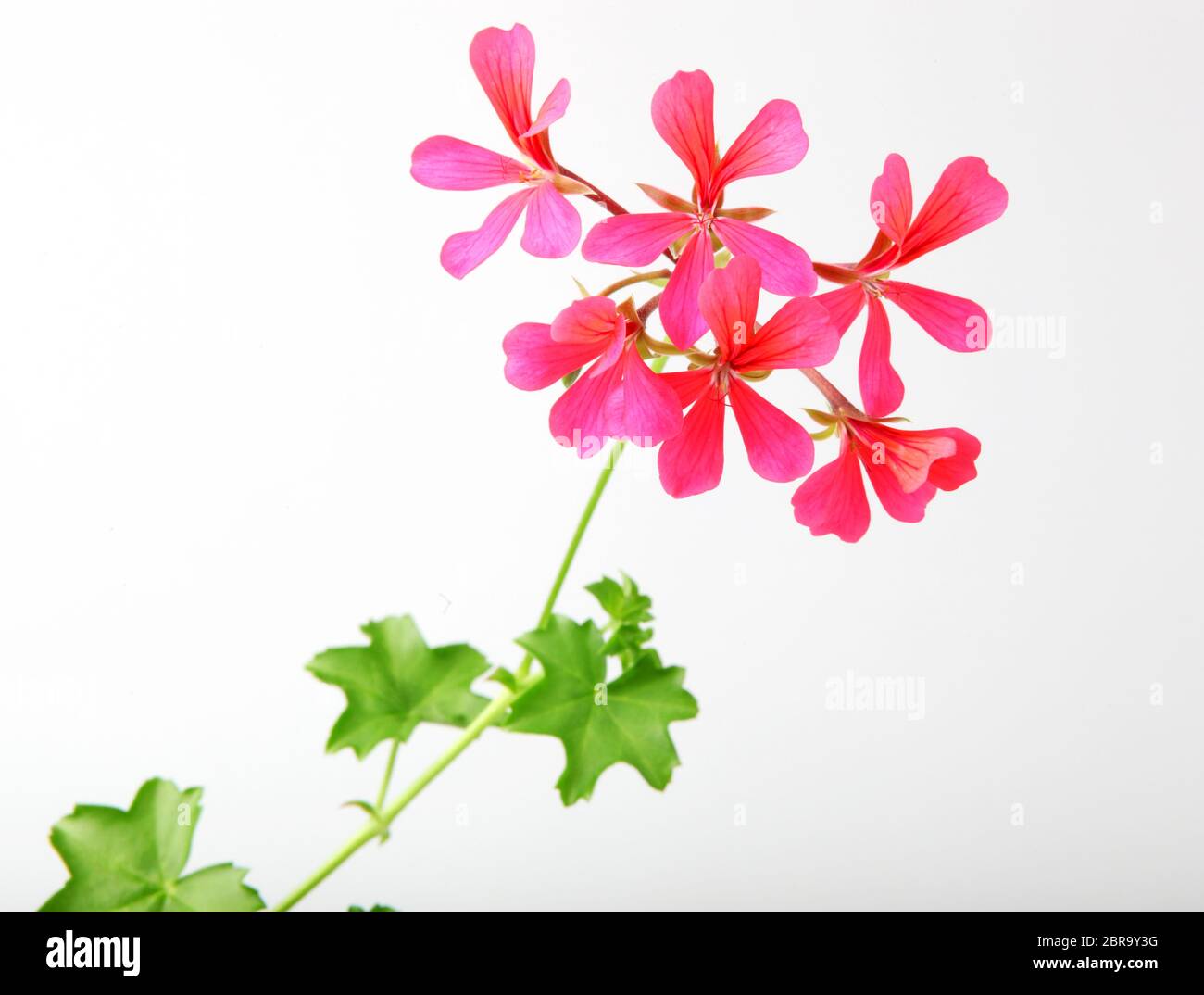 Geranium Pelargonium Flowers Isolated On White Background Stock Photo