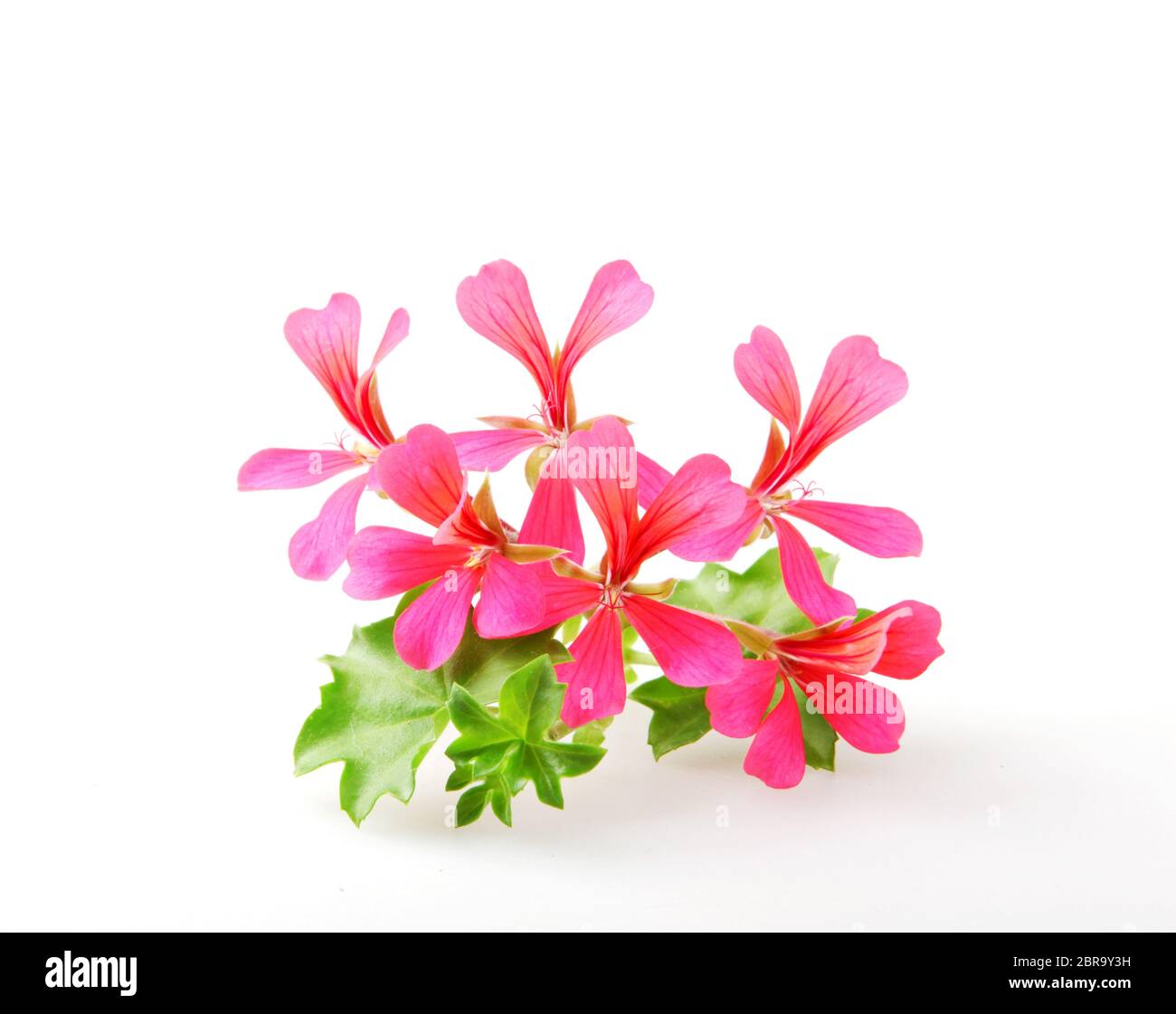 Geranium Pelargonium Flowers Isolated On White Background Stock Photo