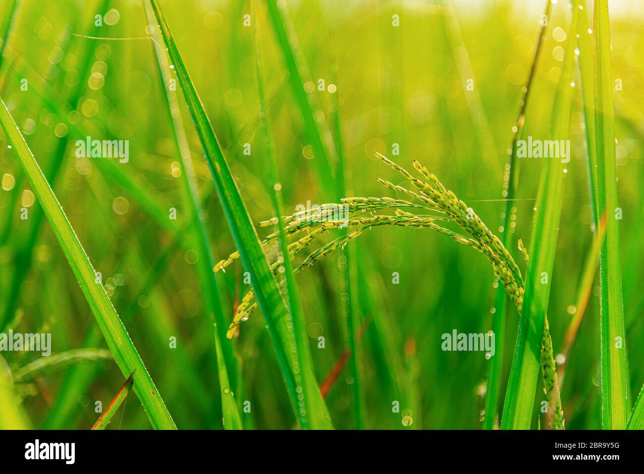 Rice plant with sunrise or sunset and flare over the sun in moning light Stock Photo