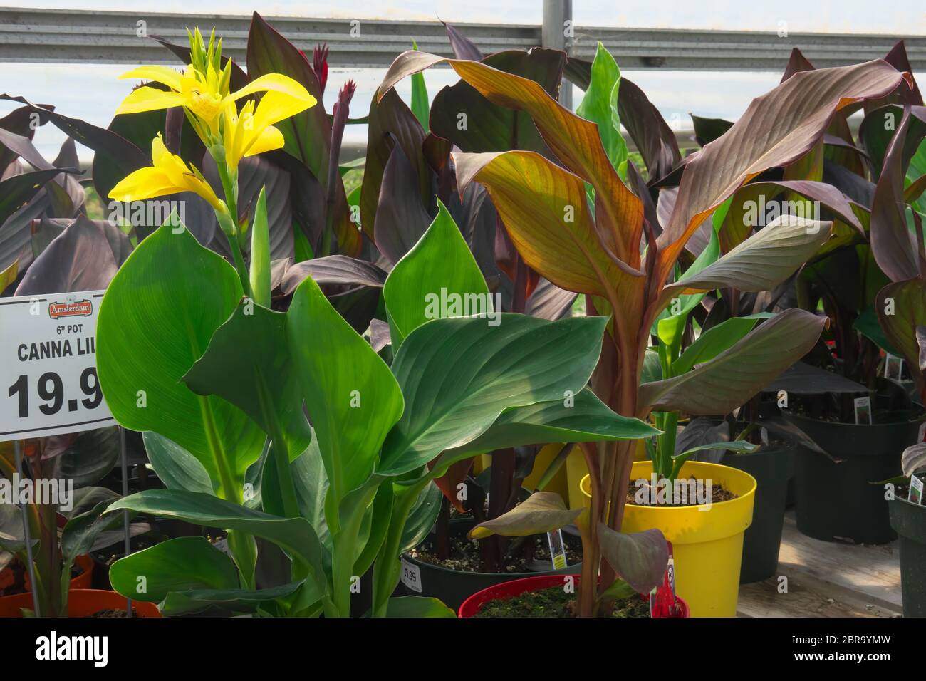 Canna Lilies (Cannaceae) for sale at a garden centre Stock Photo Alamy