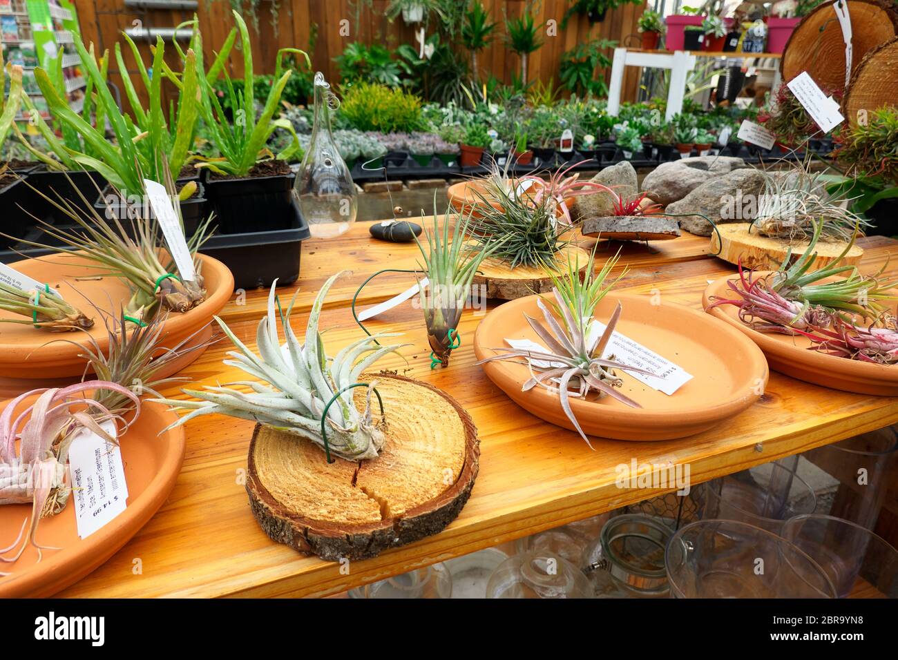 Table of Air Plants (Tillandsia) at a garden centre. Stock Photo