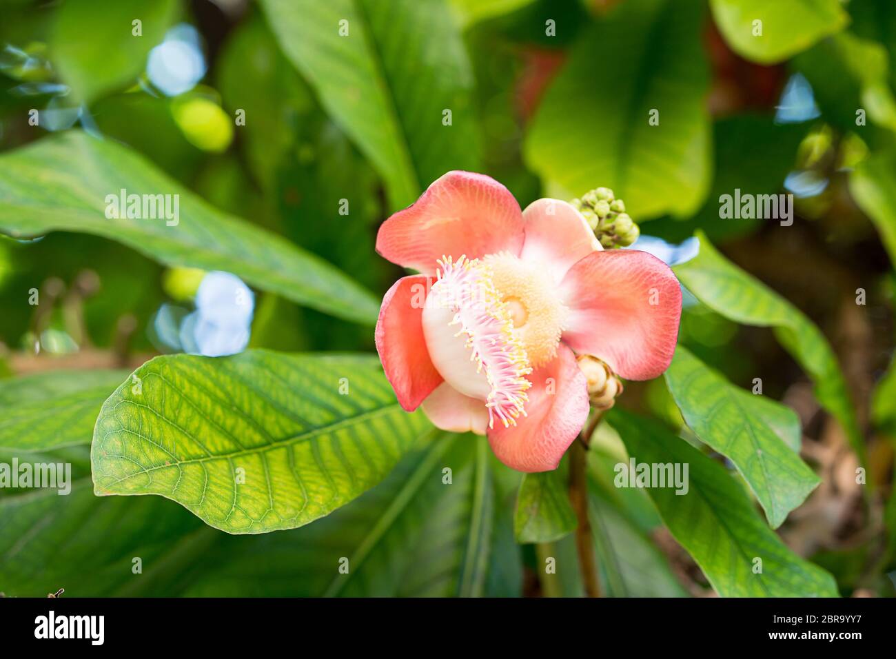 Shorea robusta or Cannonball flower or Sal flowers (Couroupita guianensis) on the tree Stock Photo