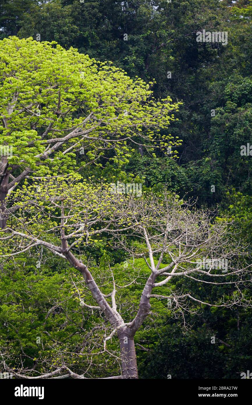 Large cuipo trees, Cavanillesia platanifolia, over the rainforest canopy in Soberania national park, Republic of Panama. Stock Photo