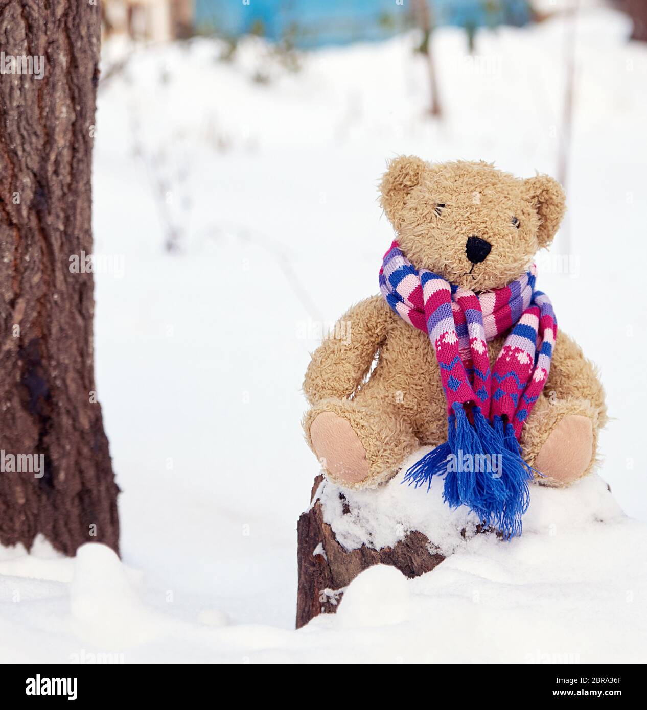 Brown children`s soft toy bear in a bright knitted scarf sitting on a ...