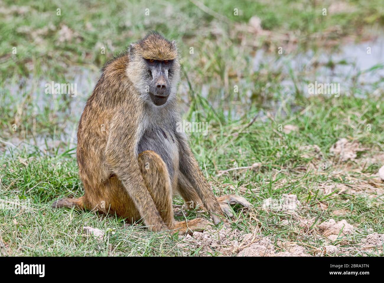 Steppenpavian (Papio cynocephalus), adult, Amboseli National Park, Kenia Stock Photo