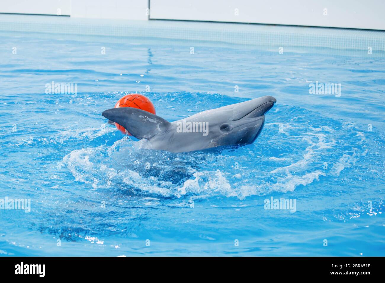 dolphin playing with a ball in the pool. High quality photo Stock Photo -  Alamy