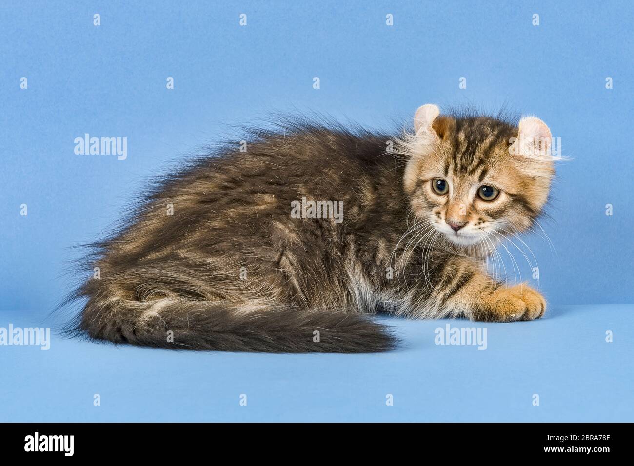 Rassekatze American Curl (Felis silvestris catus), Alter 2 Monate Stock Photo