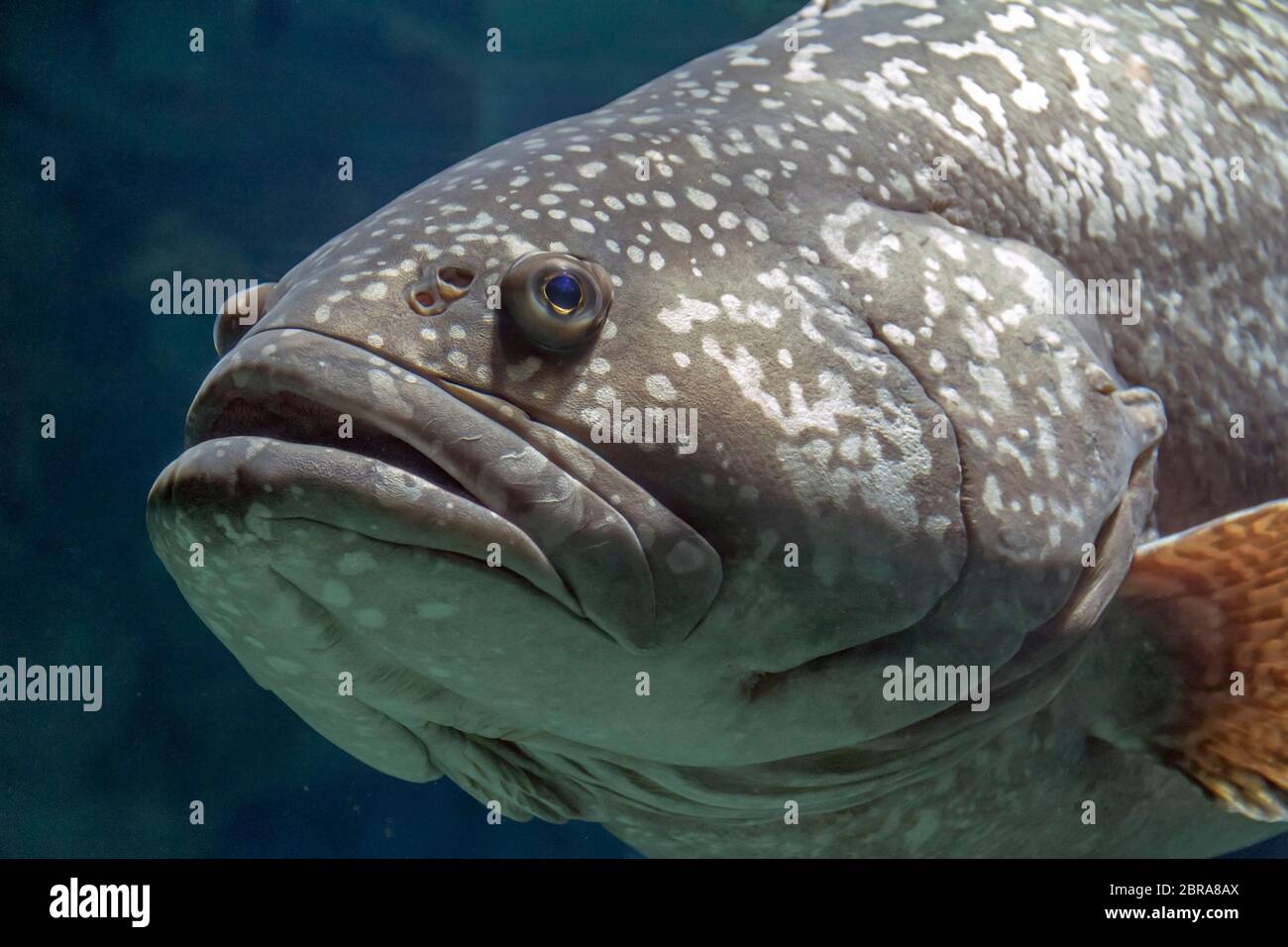Giant grouper fish portrait dark aquatic ambiance Stock Photo