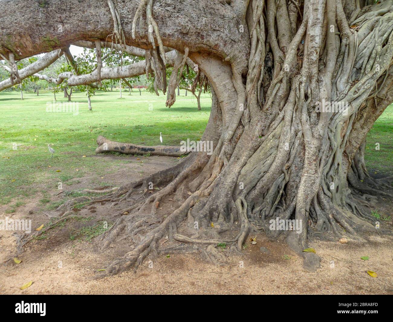 closeup shot of strangler fig boughs seen in Sri Lanka Stock Photo