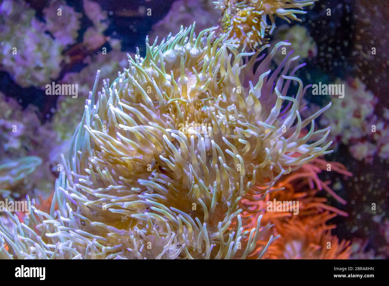 Sea anemones in natural underwater ambiance Stock Photo