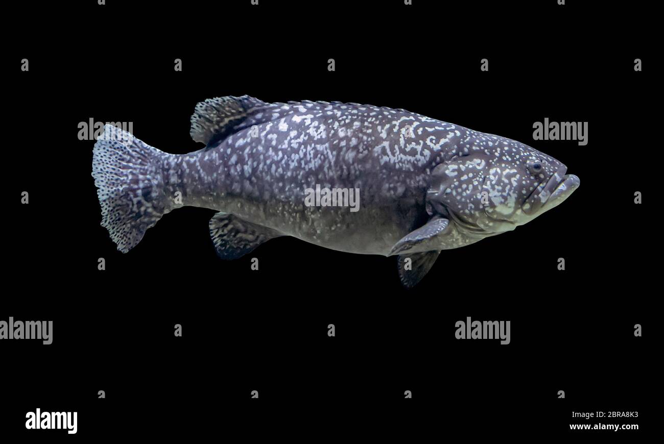 Giant grouper fish isolated in dark back Stock Photo