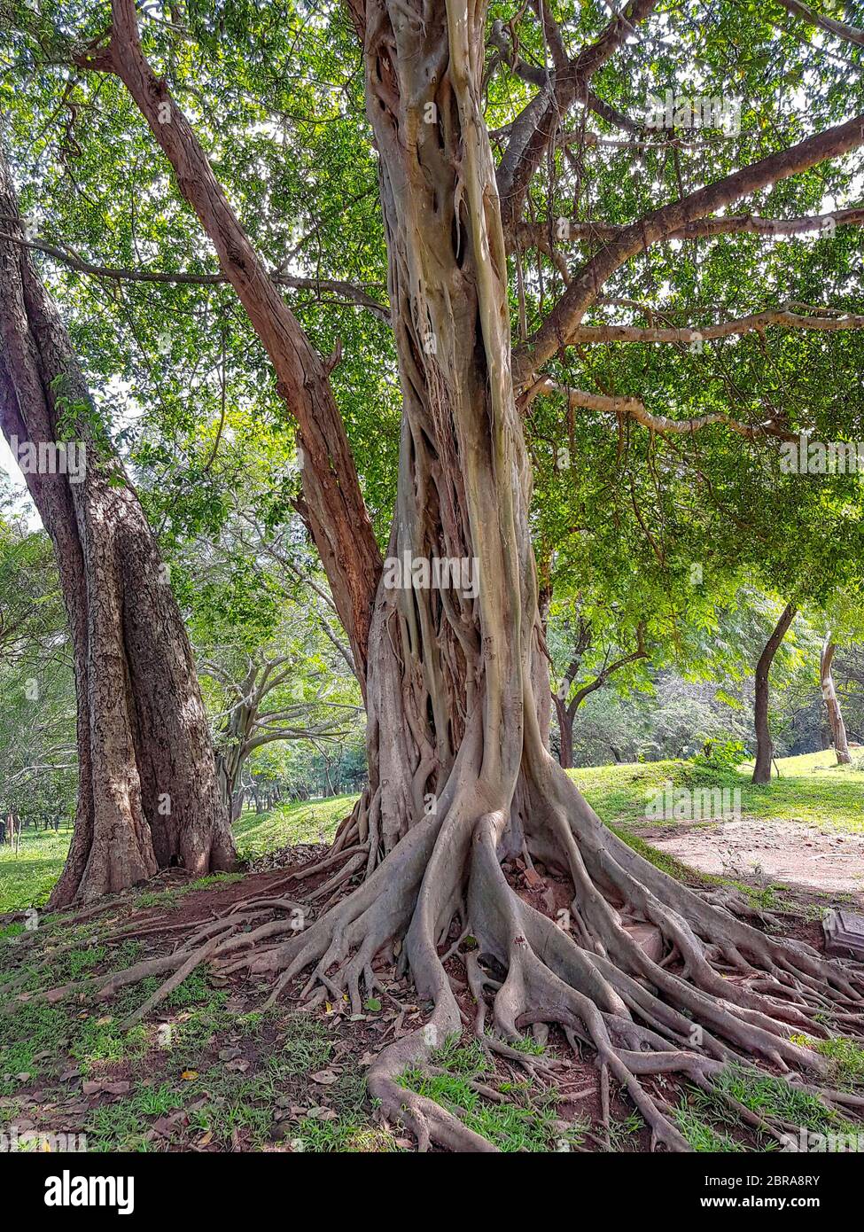 closeup shot of strangler fig boughs seen in Sri Lanka Stock Photo