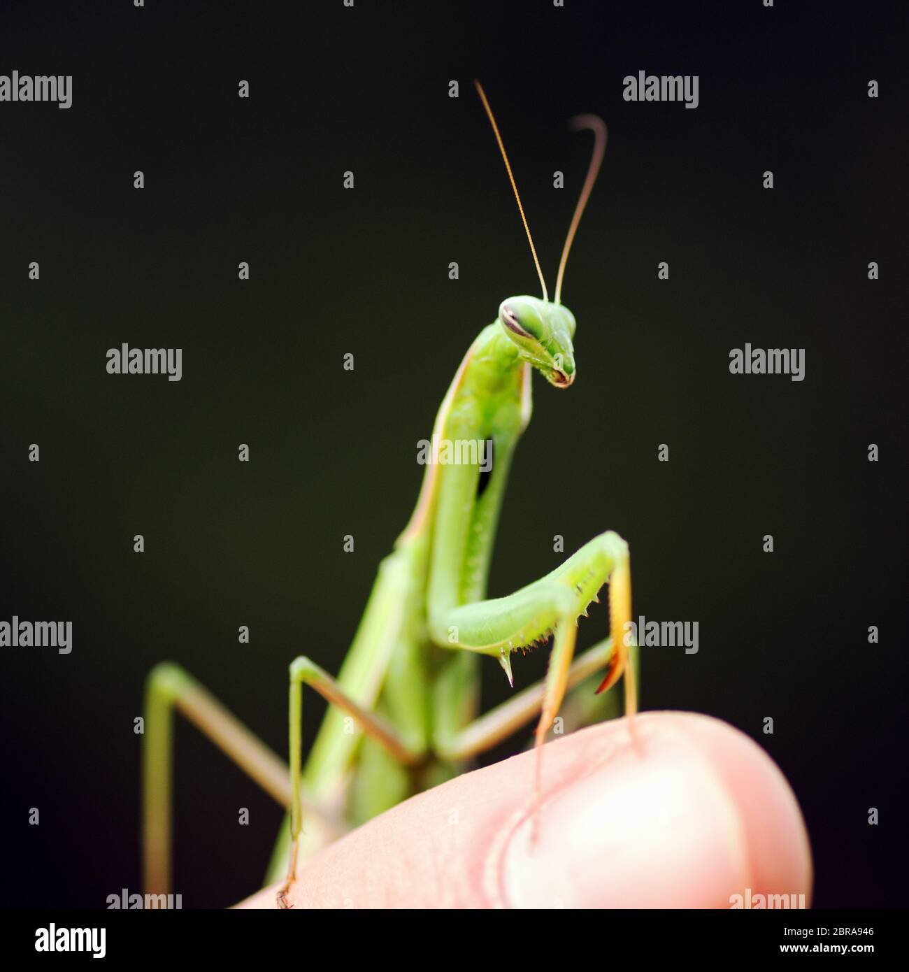 Playing Mantis Insect The green praying mantis insect is on finger on dark green background ...