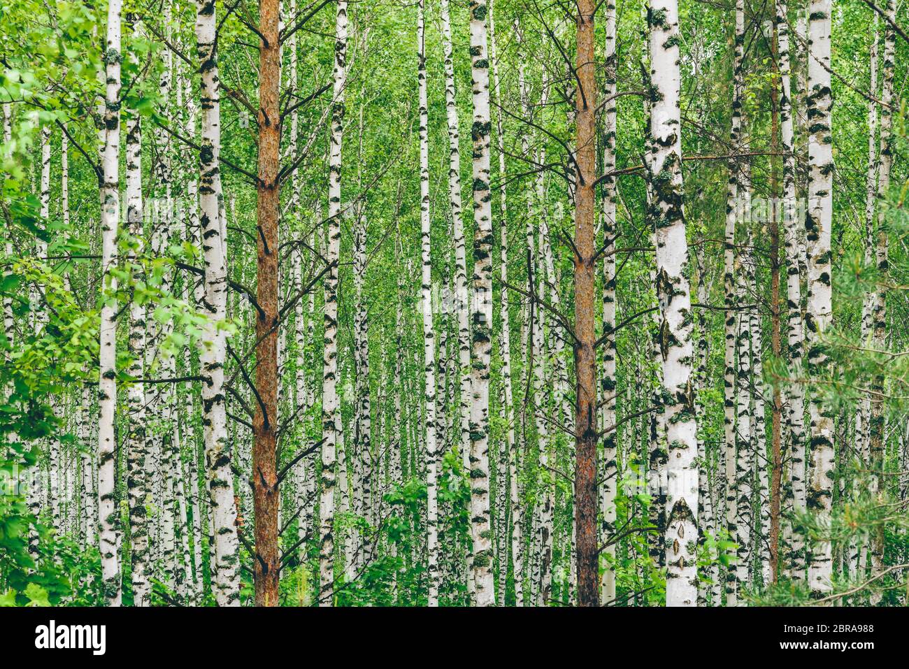 Two pine trees in birch grove. Background Stock Photo