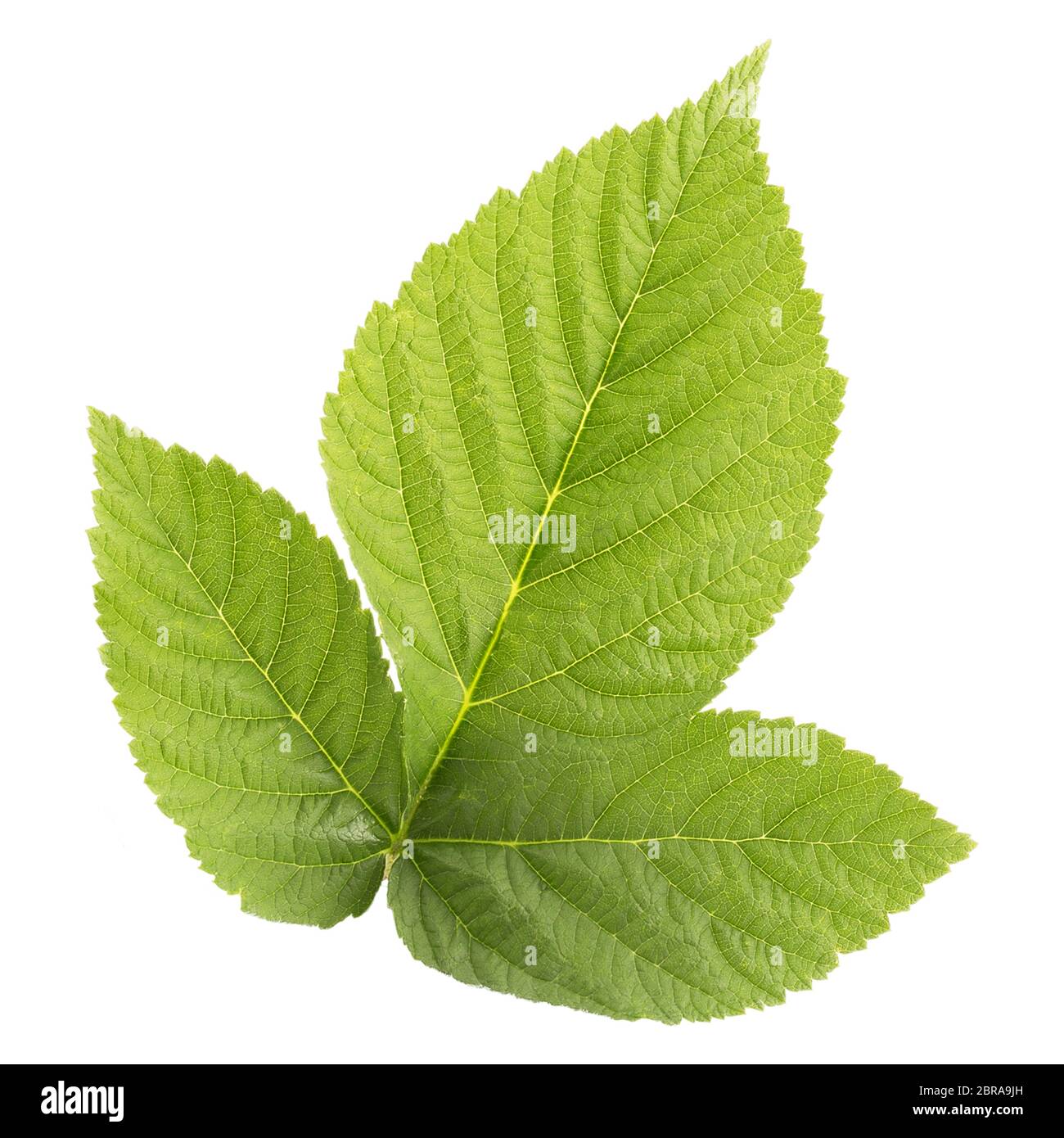 Raspberry leaves isolated on withe background with clipping path as package design element and advertising. Professional studio macro shooting. Stock Photo