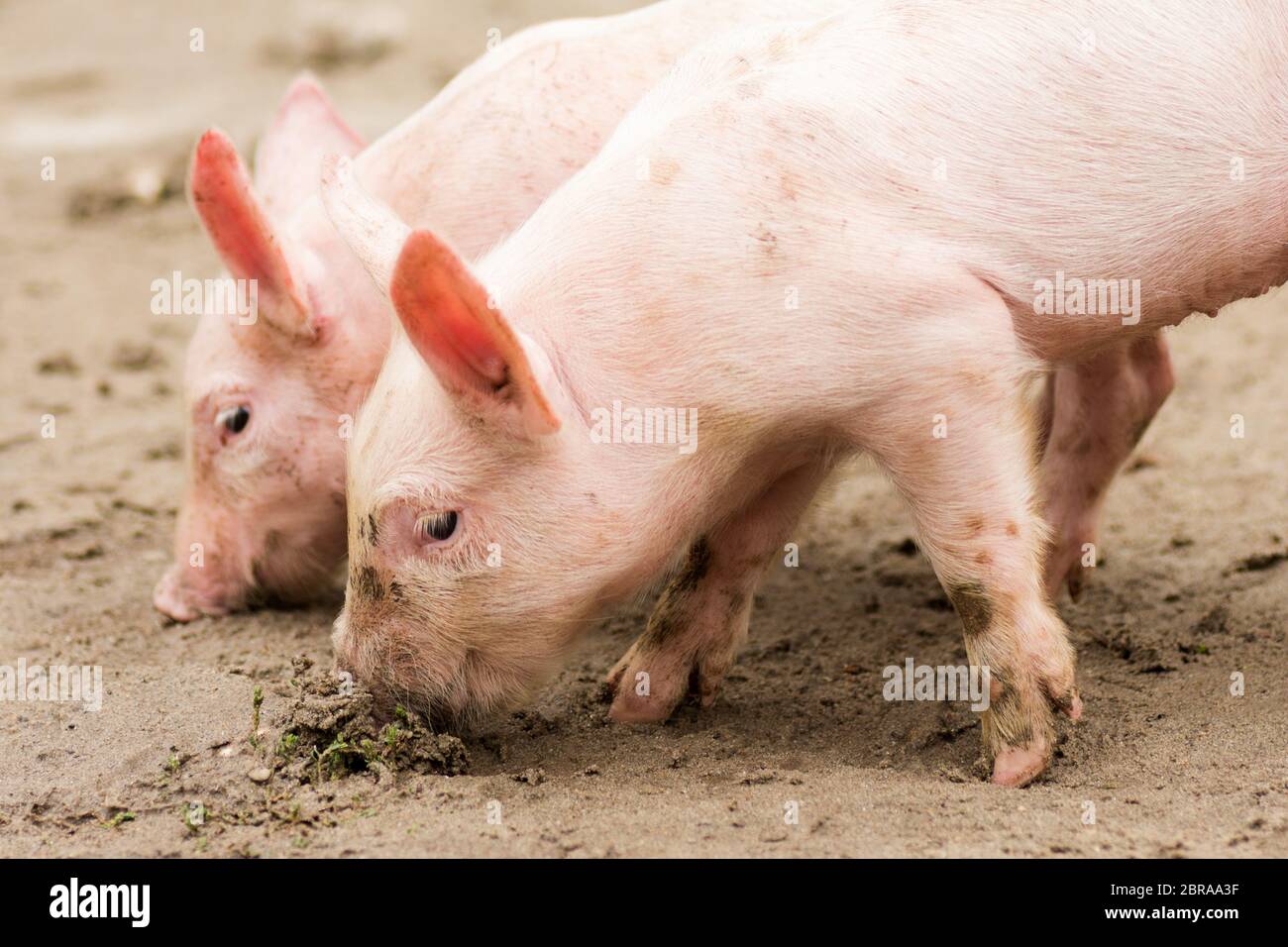 Two little pigs, farm animals on sand, swine breeding concept. Stock Photo