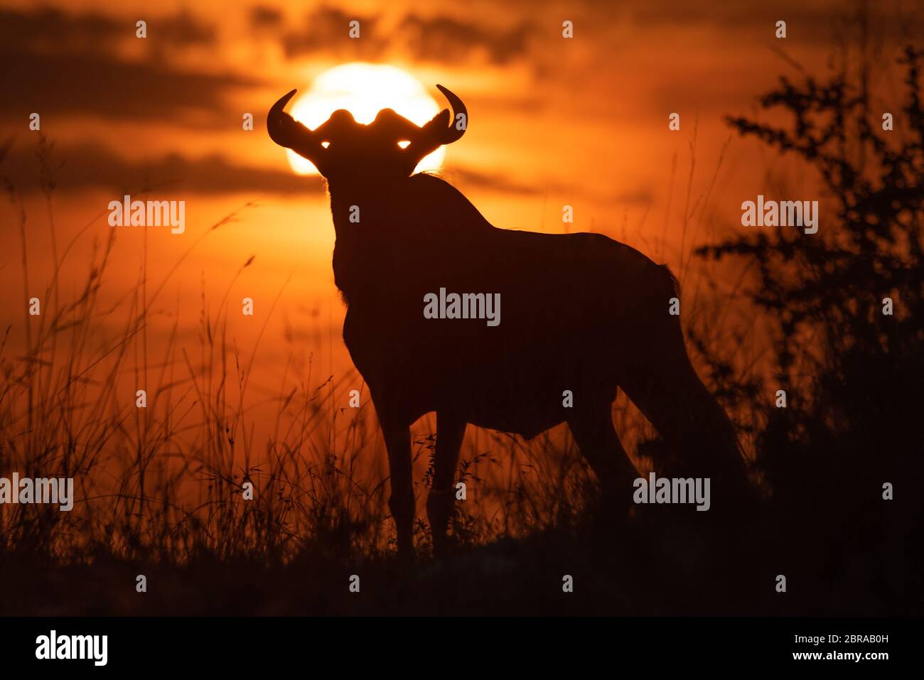 Blue wildebeest standing in silhouette against sunset Stock Photo