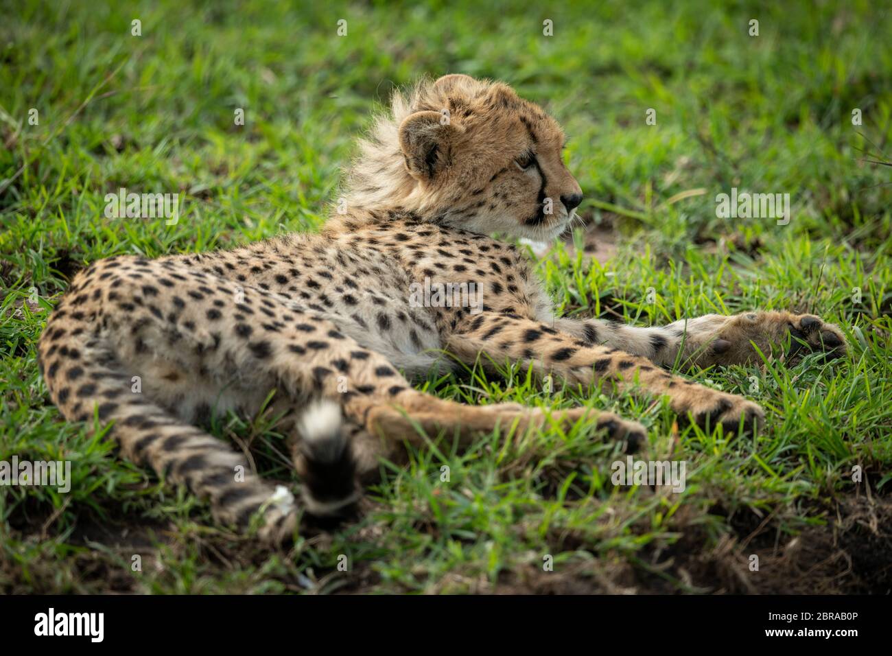 Cheetah cub lies on grass looking right Stock Photo