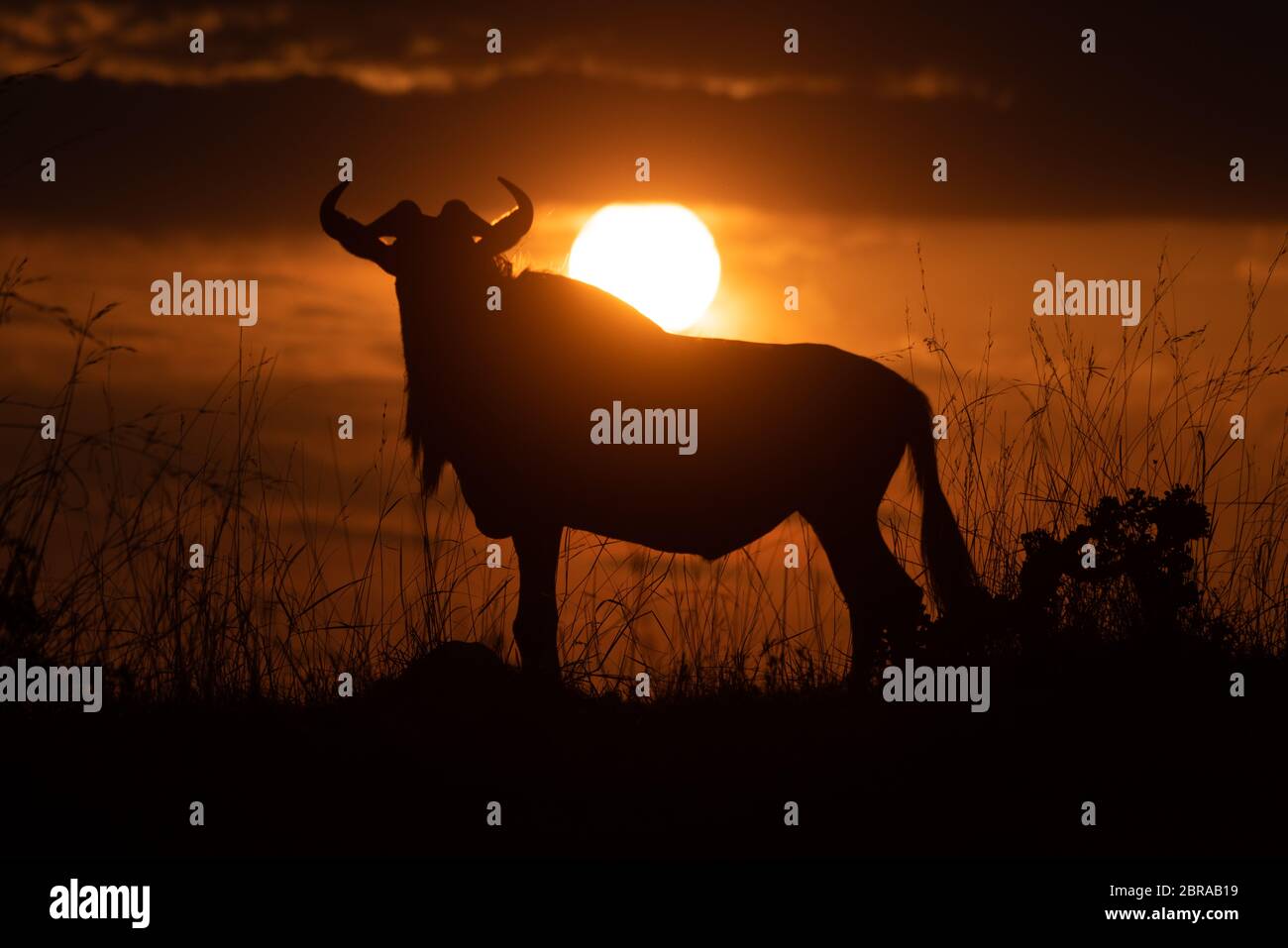 Blue wildebeest stands in silhouette at sunset Stock Photo