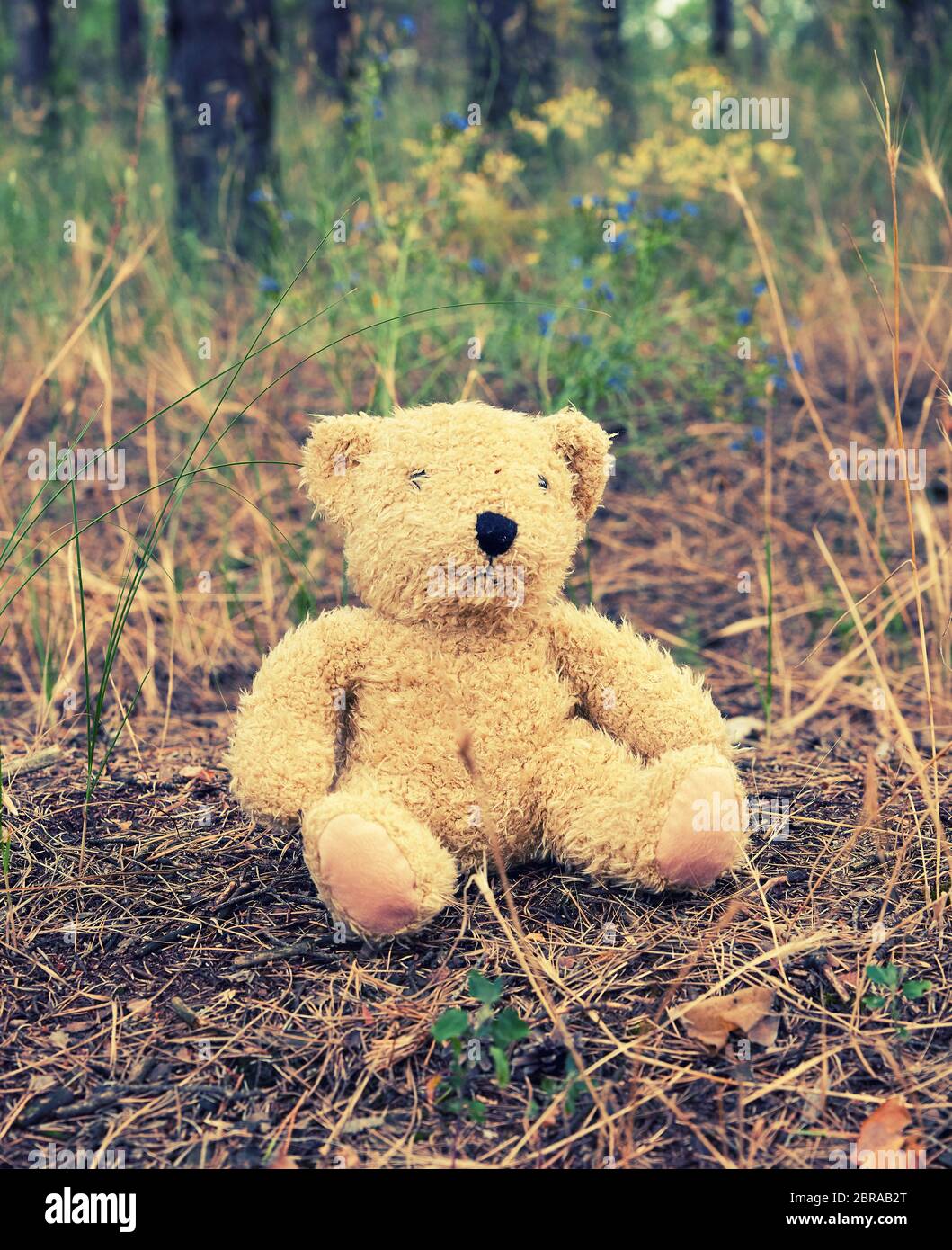 abandoned brown teddy bear sitting in the middle of the forest in the ...