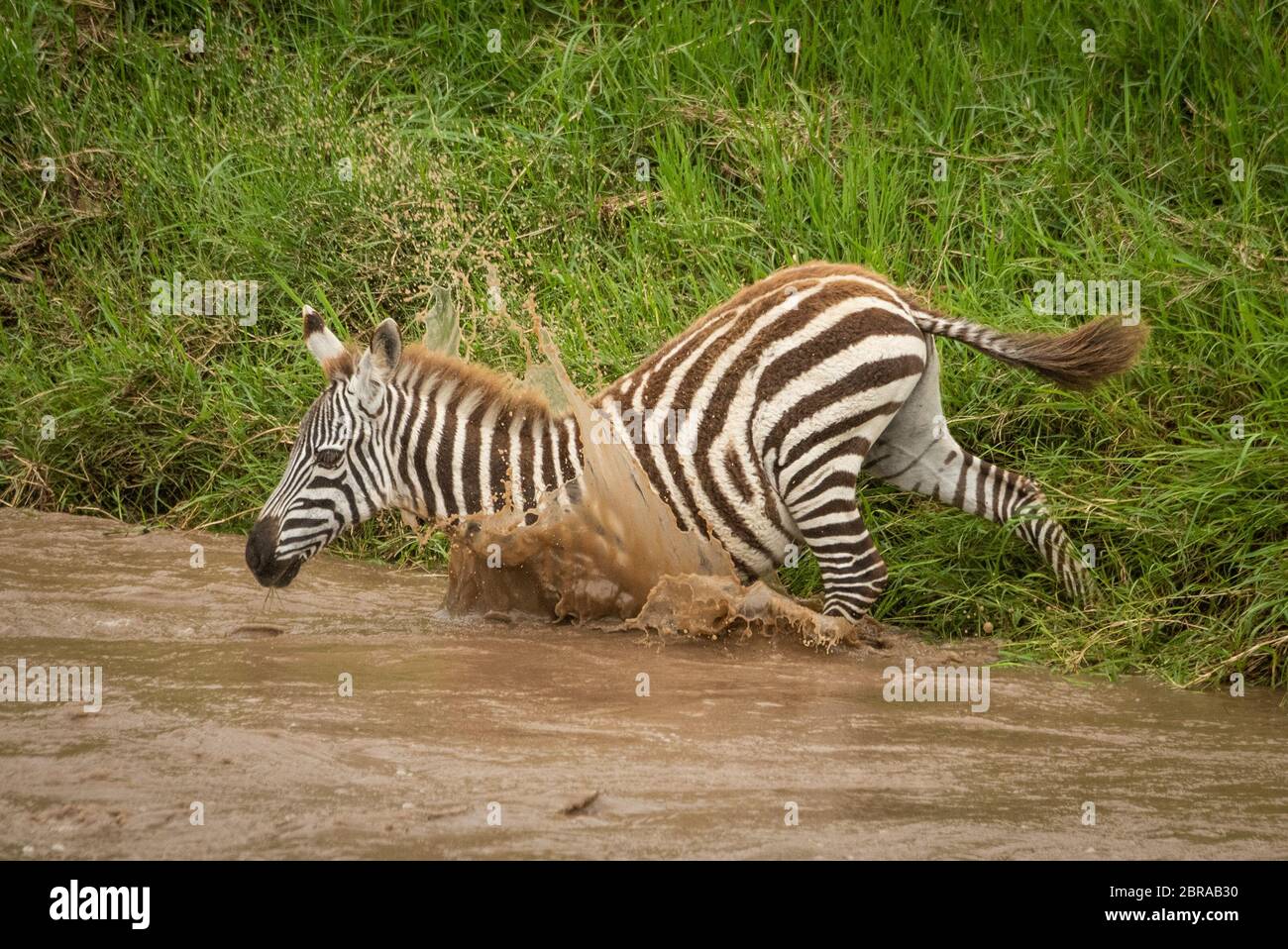Zebra baby water hires stock photography and images Alamy