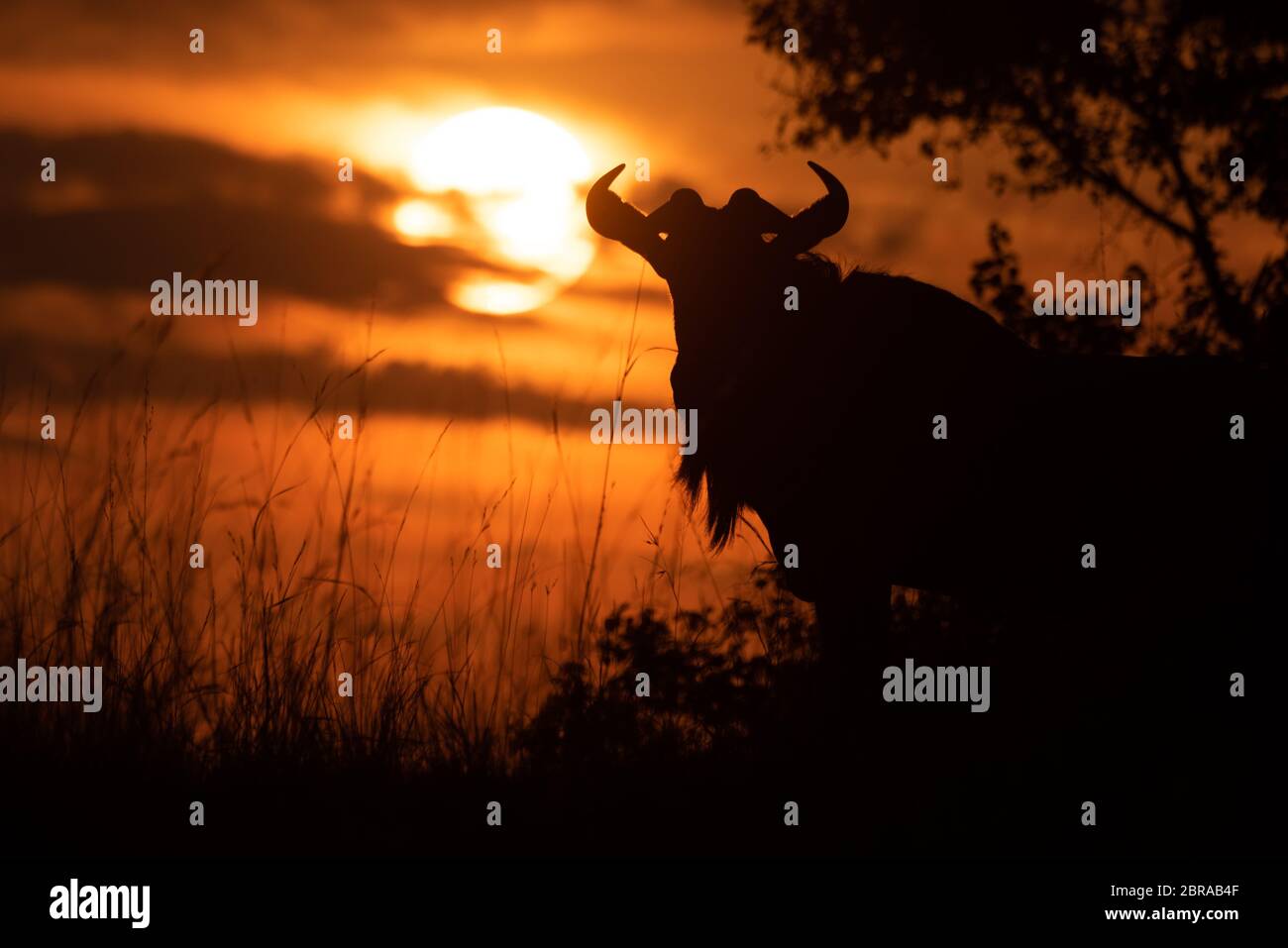 Blue wildebeest silhouetted by bush at sunset Stock Photo