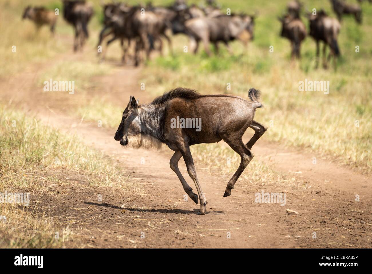 Blue wildebeest calf gallops across dirt track Stock Photo