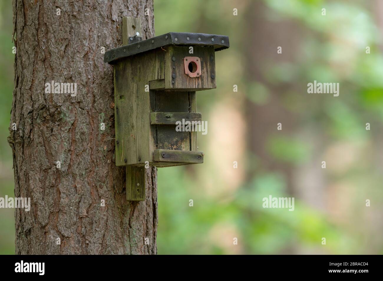 homemade finch nest
