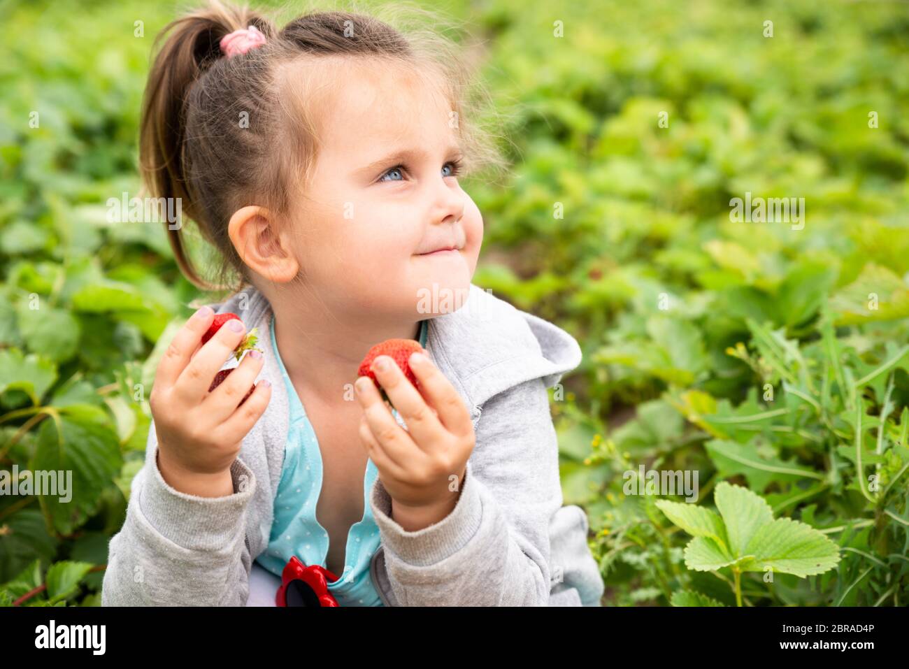 Cute Girl Picking Strawberries In The Garden Stock Photo - Alamy