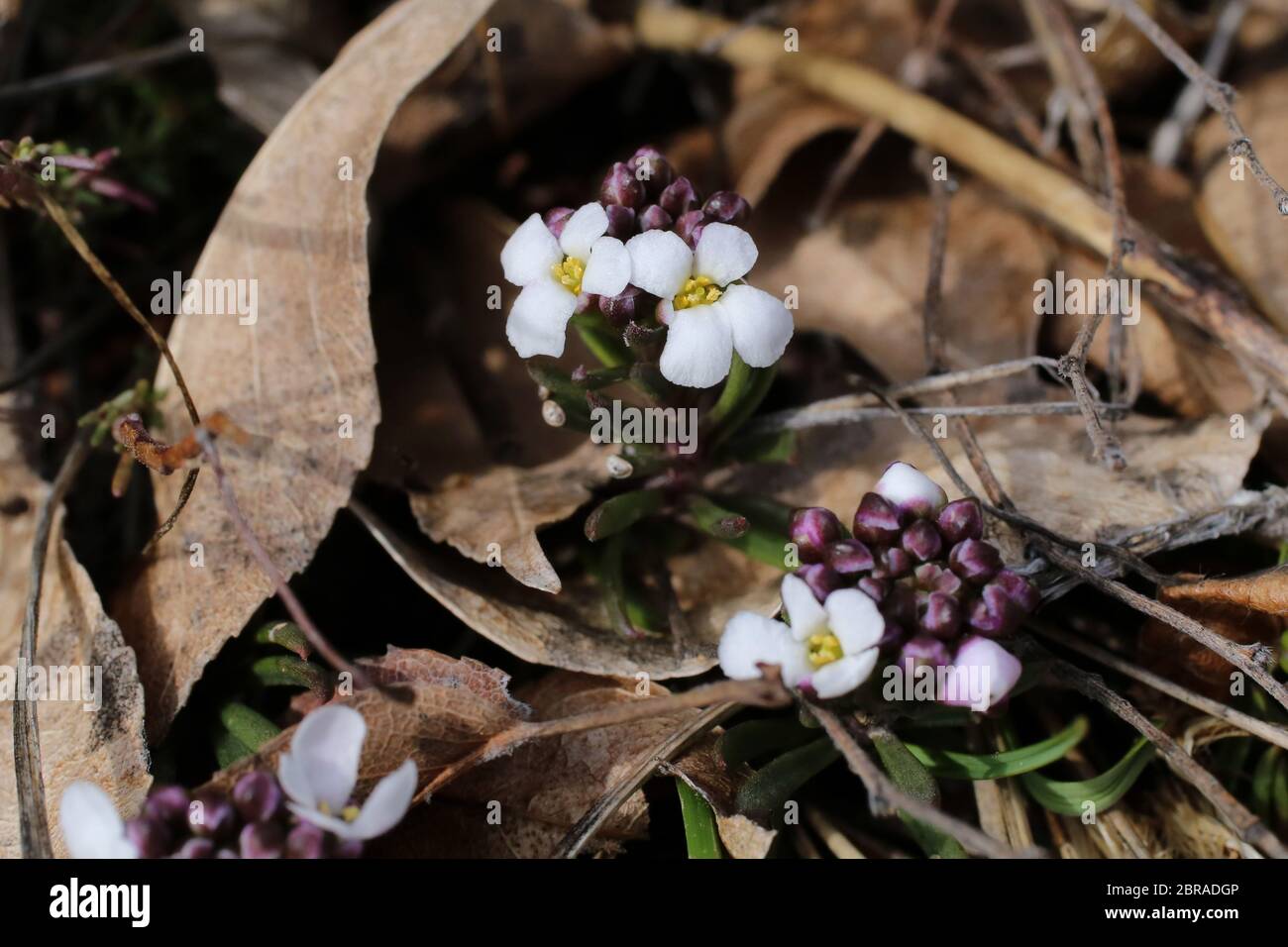 Iberis saxatilis - Wild plant shot in the spring. Stock Photo