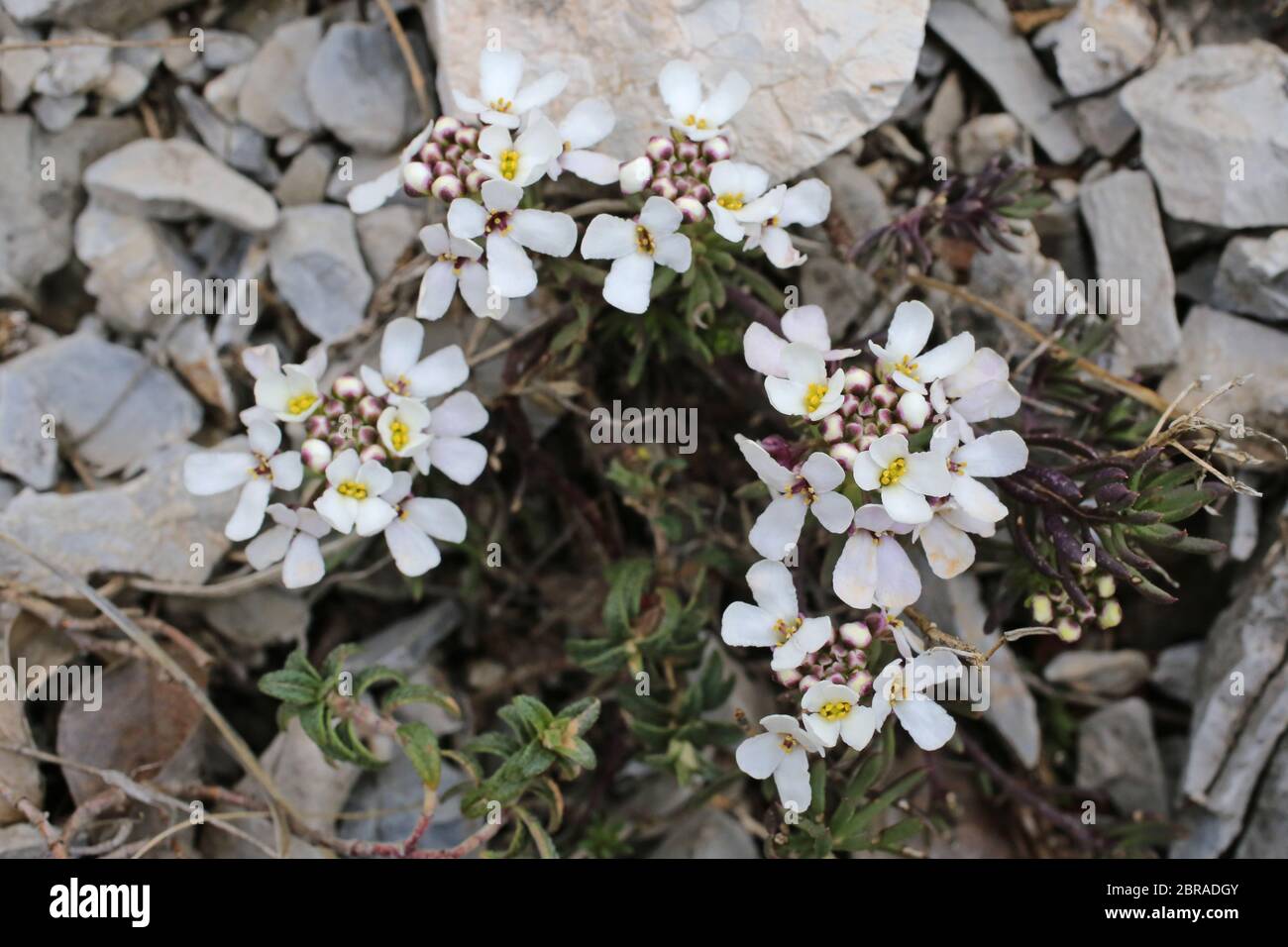 Iberis saxatilis - Wild plant shot in the spring. Stock Photo