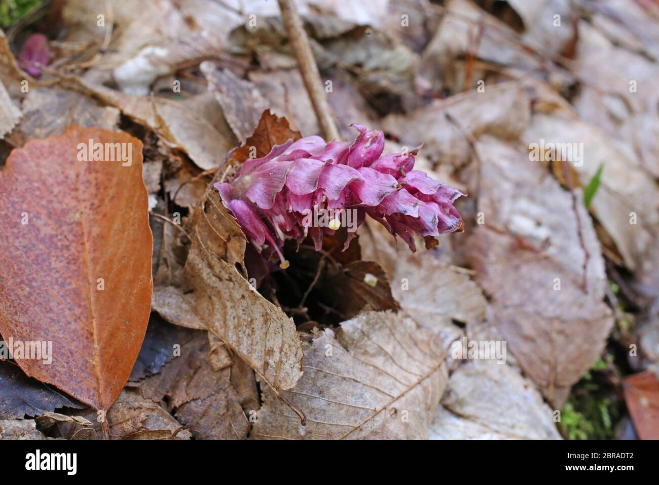 Lathraea squamaria - Wild plant shot in the spring. Stock Photo