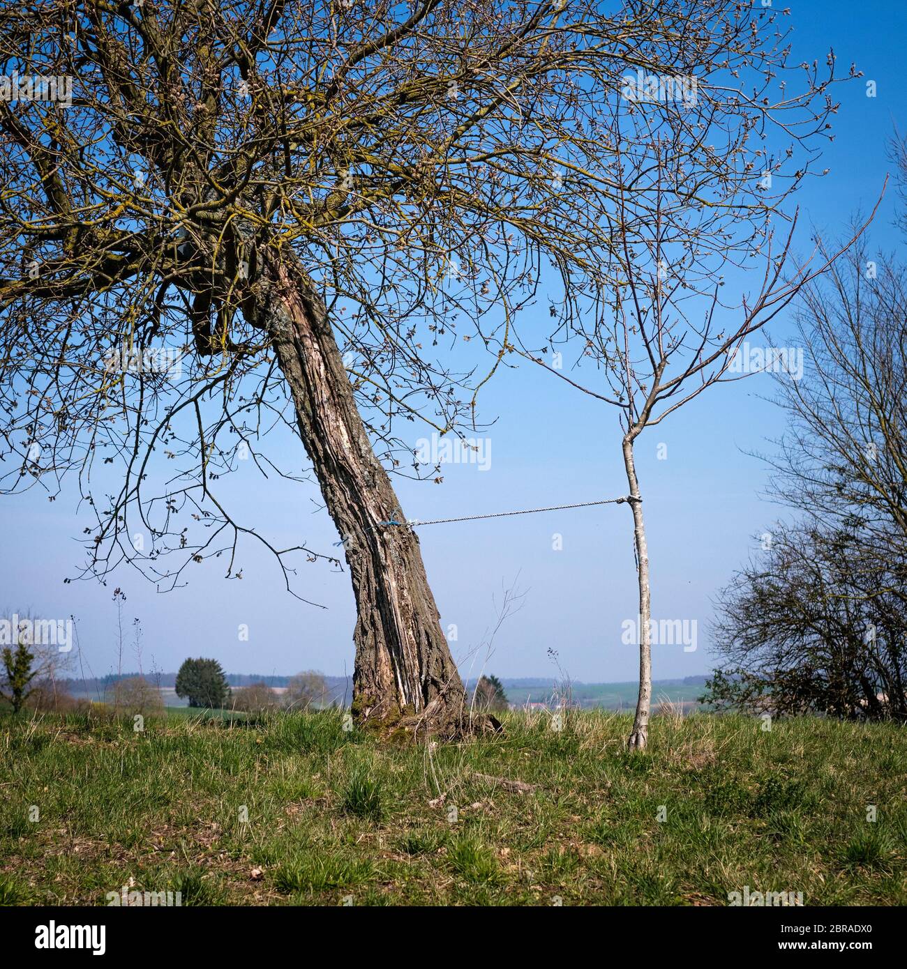 Two trees connected by a robe, obe holding the other. But is the old