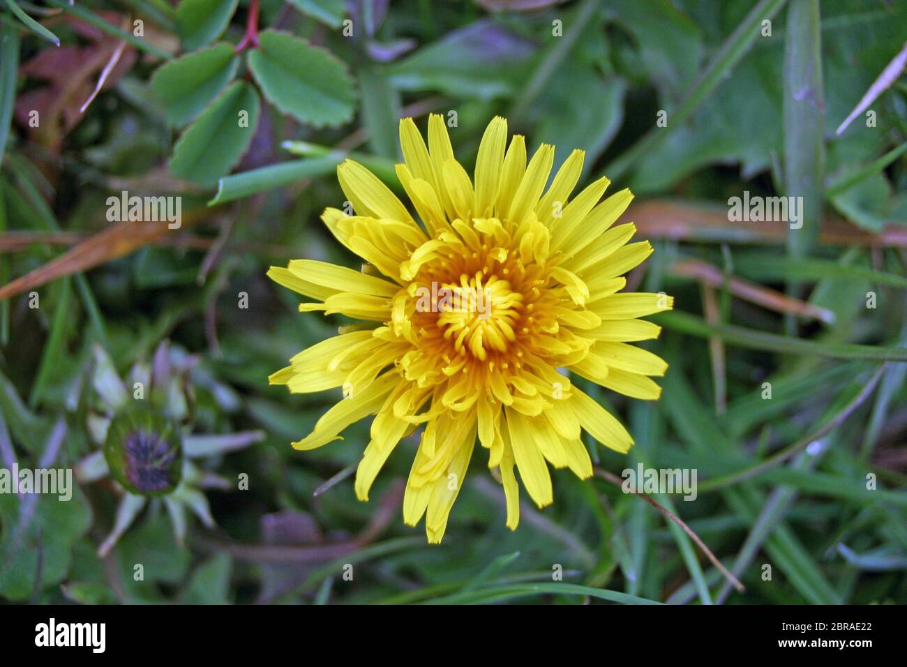 Yellow dandelion, probably Taraxacum officinale, flower viewed from above. Growing in a wet wildflower rich hay meadow. Background of leaves of grasse Stock Photo