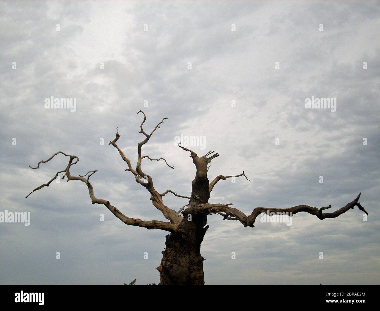 Dead tree with peeling bark and broken branches. Background of grey and leaden sky. Stock Photo