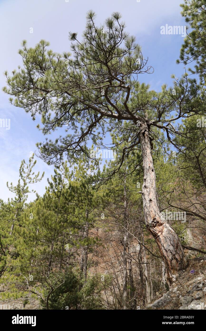 Pinus nigra, Austrian Pine, Black Pine. Wild plant shot in the spring. Stock Photo