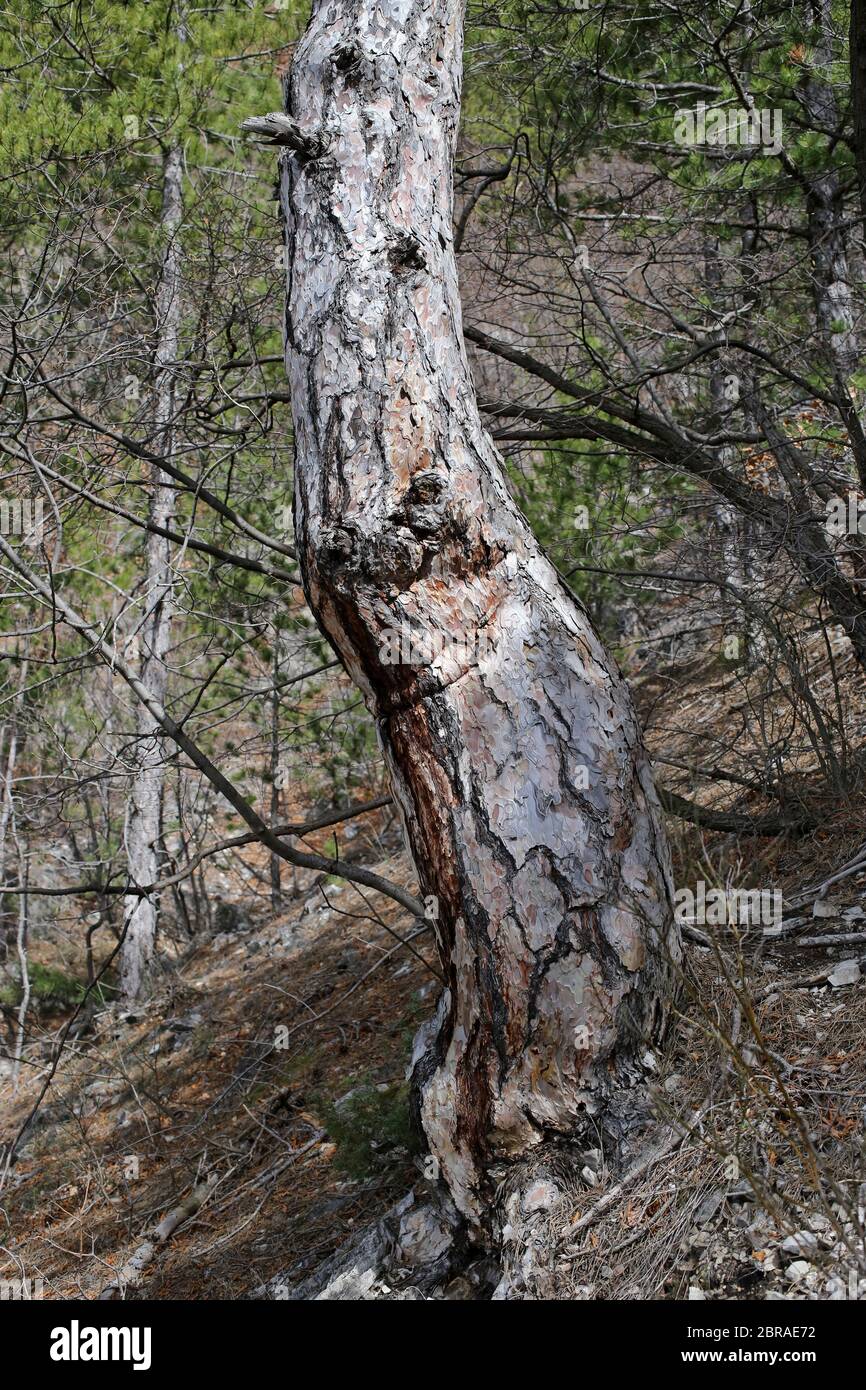 Pinus nigra, Austrian Pine, Black Pine. Wild plant shot in the spring. Stock Photo