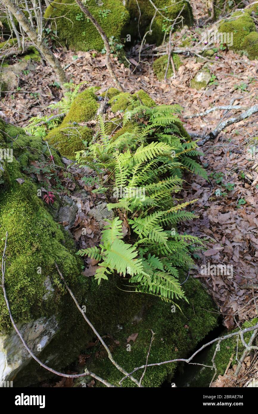 Polypodium vulgare, Polypody. Wild plant shot in the spring. Stock Photo