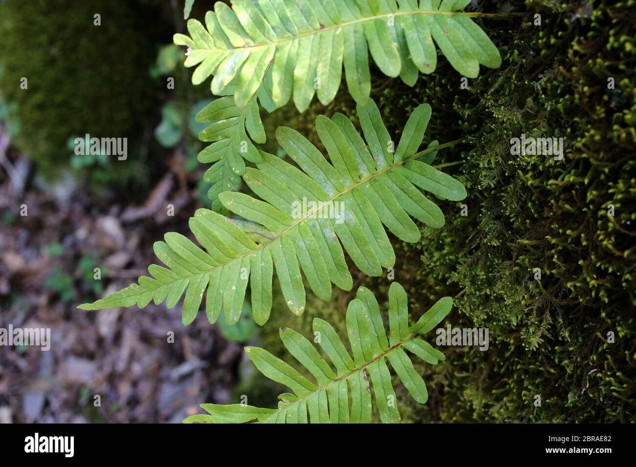 Polypodium vulgare, Polypody. Wild plant shot in the spring. Stock Photo