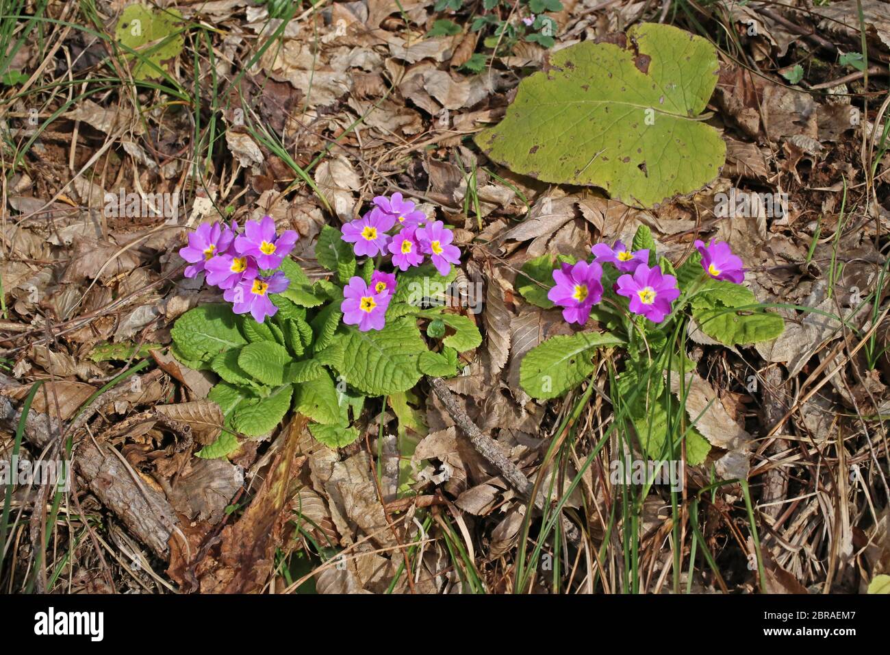 Primula acaulis subsp. rubra, Primrose. Wild plant shot in the spring. Stock Photo