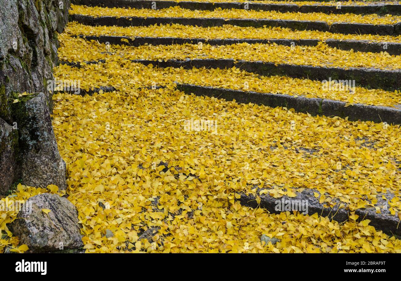 Fallen autumn yellow leaves of ginkgo tree on steps Stock Photo - Alamy