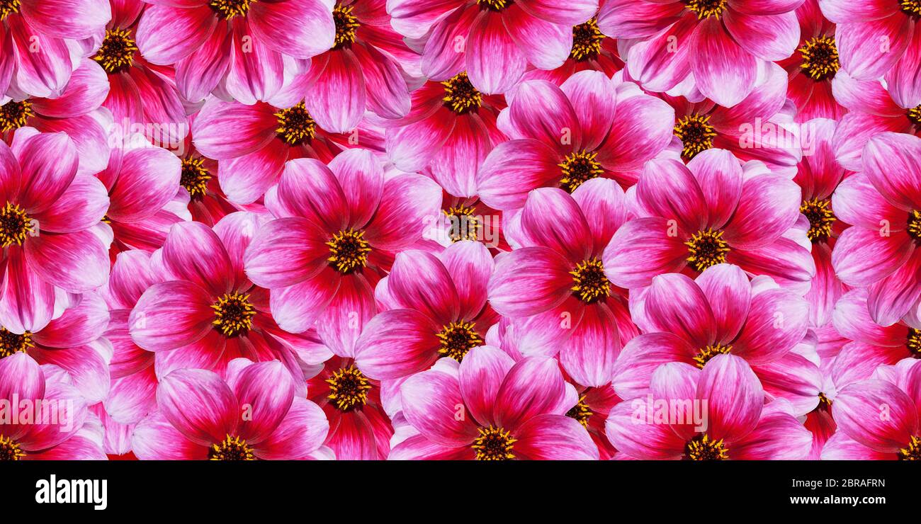 beautiful seamless natural flower background use for web , wrapping paper ,  fabric print , wallpaper Stock Photo - Alamy