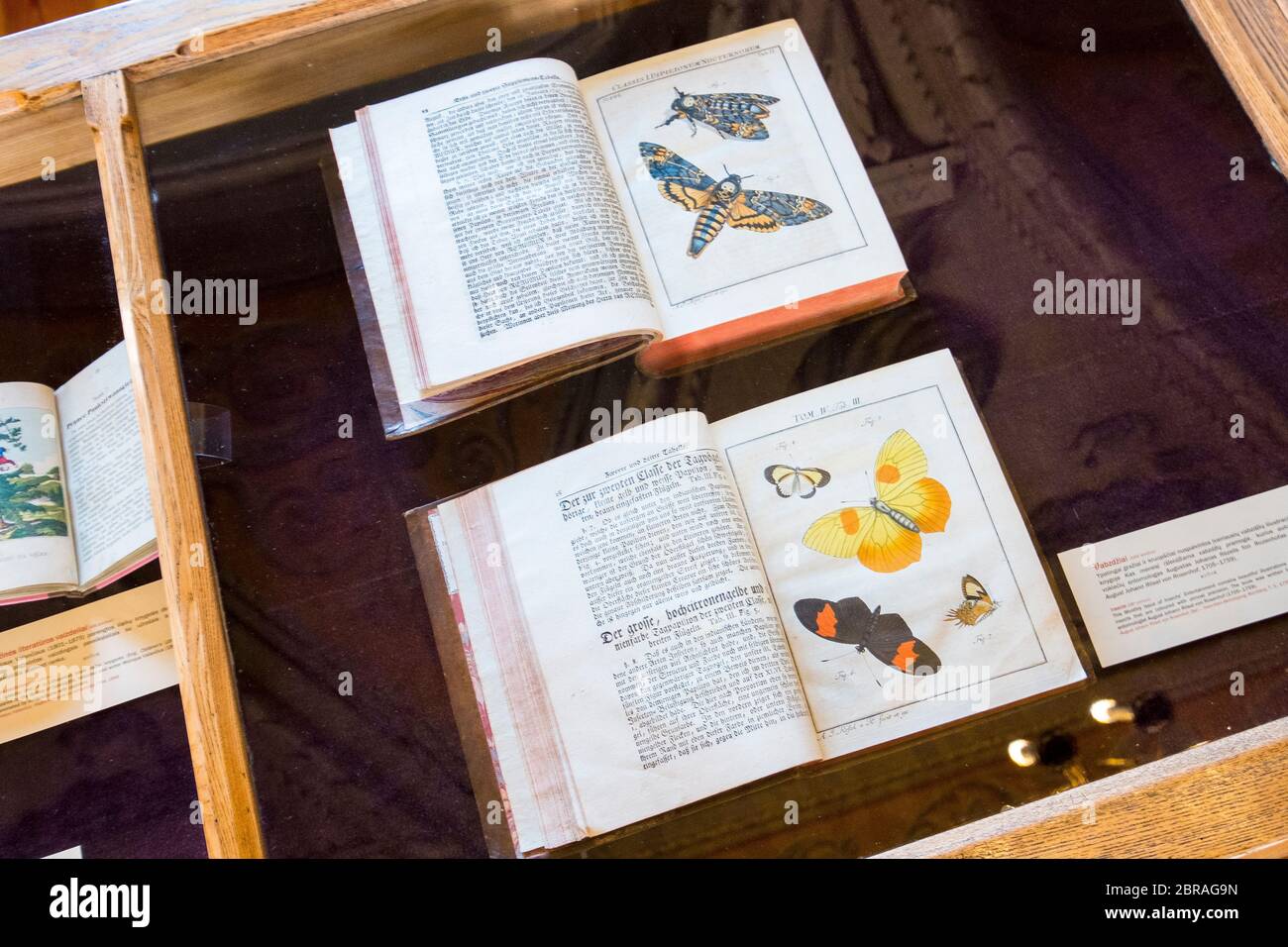 A look at a case holding an old zoology book of butterflies in the Baroque, rich interior of the Hall of Franciszek Smuglewicz room. At the Vilnius Un Stock Photo
