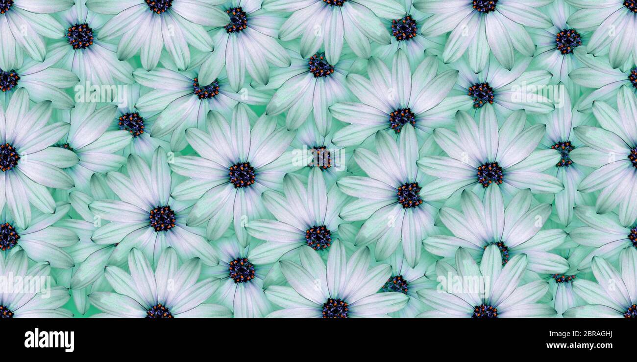 Flower background paper hi-res stock photography and images - Page 4 - Alamy