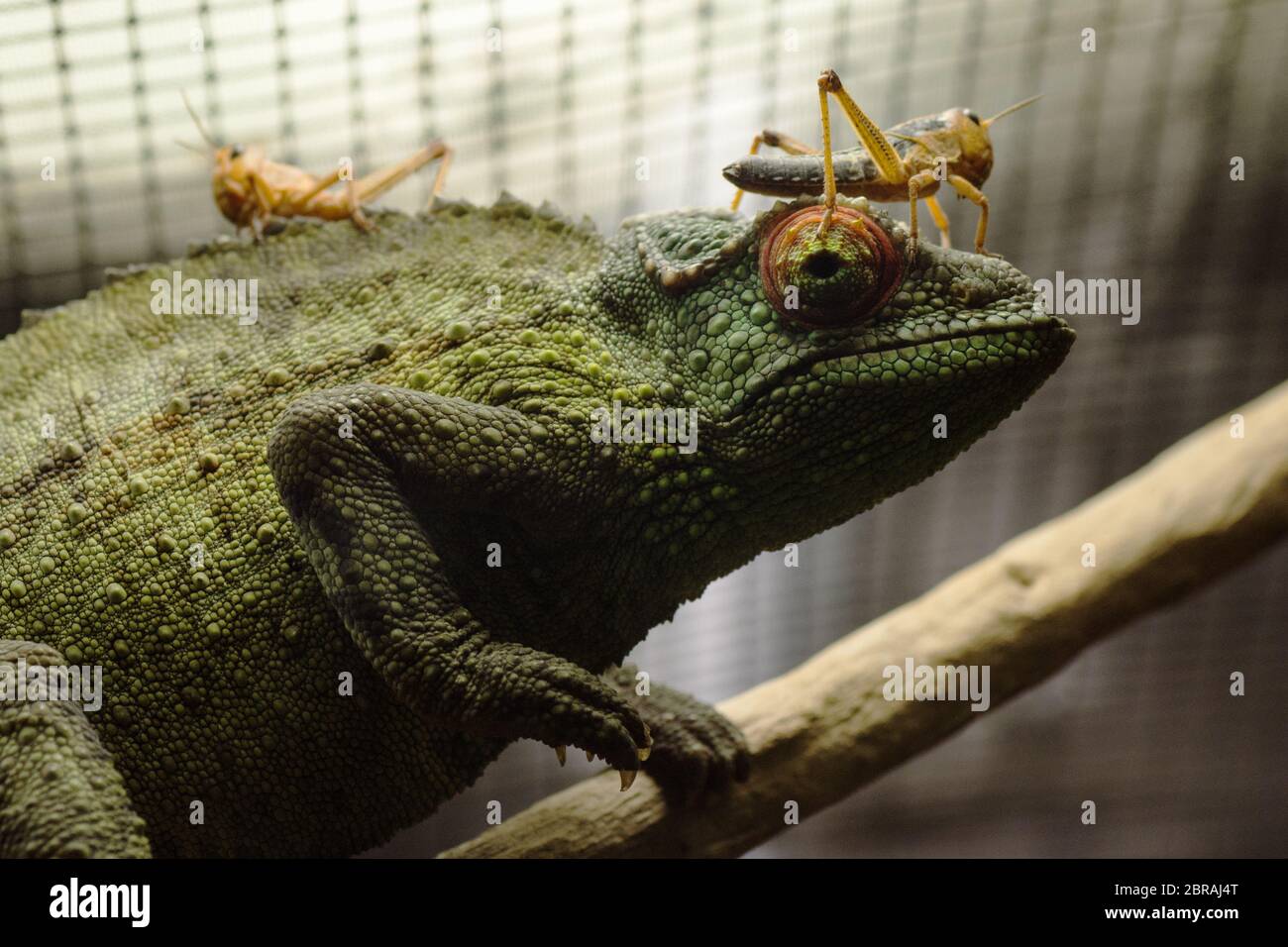 The grasshoppers are standing on green cameleon indoors in cage. Stock Photo