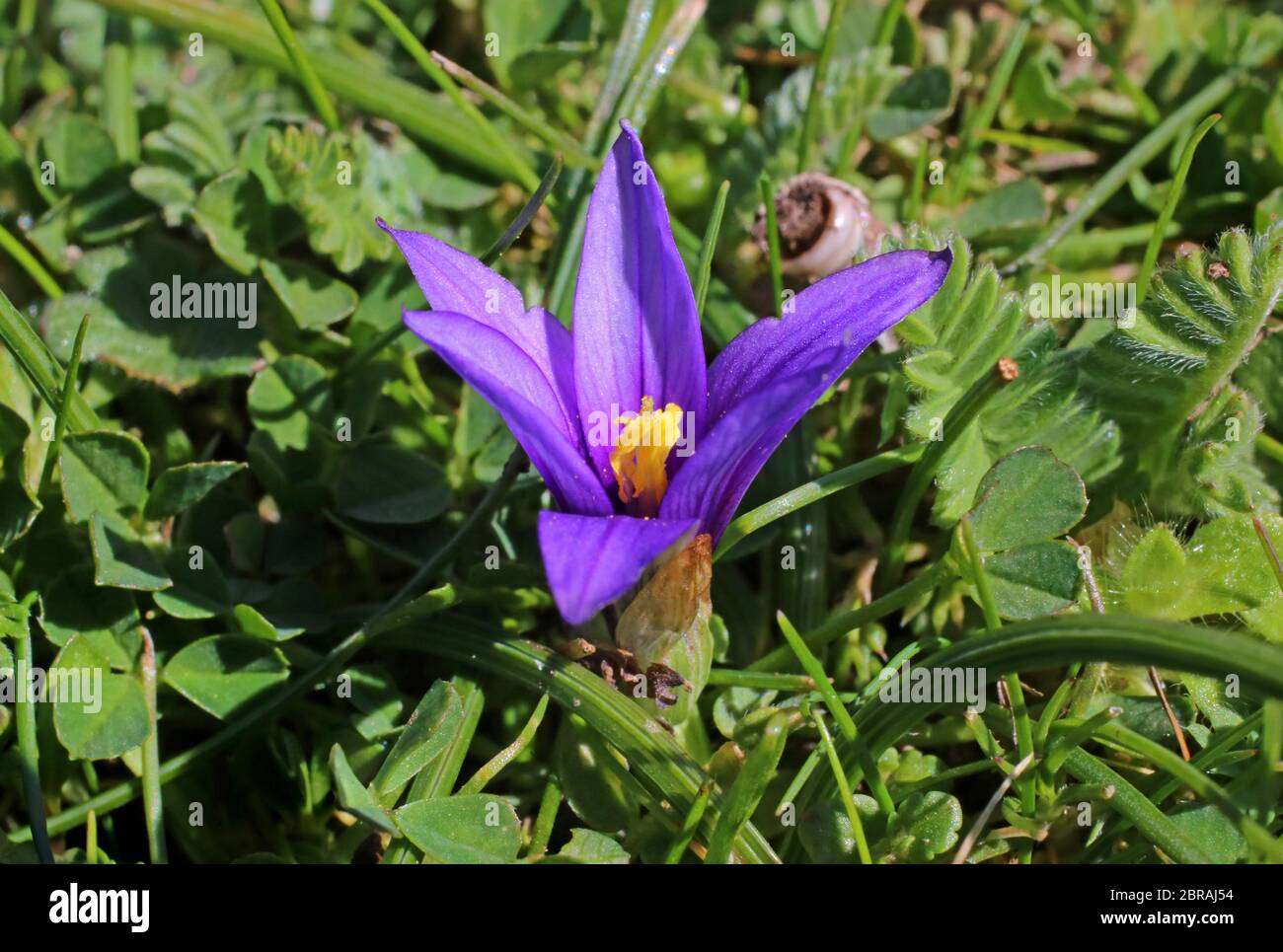 Romulea linaresii - Wild plant shot in the spring. Stock Photo