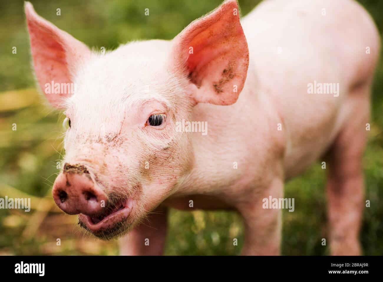 Dirty little pig outdoors, swine breeding and agricultural activity concept. Stock Photo