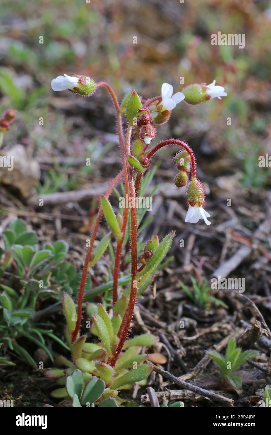 Saxifraga tridactylites, Rue-Leaved Saxifrage. Wild plant shot in the spring. Stock Photo