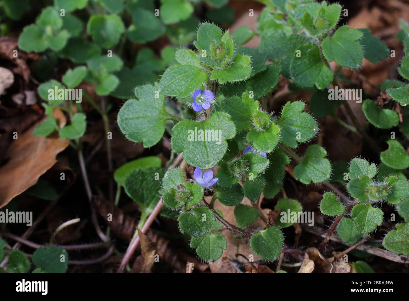 Veronica hederifolia, Ivy-Leaved Speedwell. Wild plant shot in the spring. Stock Photo