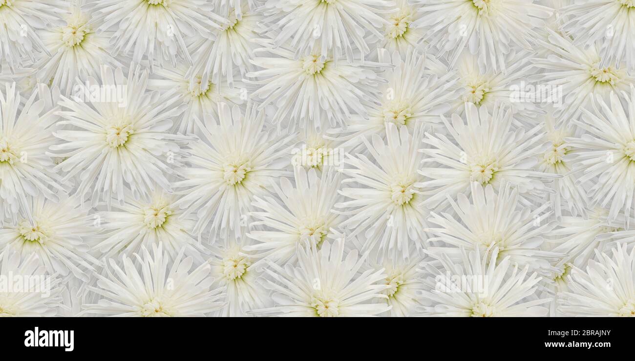 beautiful seamless natural flower background use for web , wrapping paper ,  fabric print , wallpaper Stock Photo - Alamy